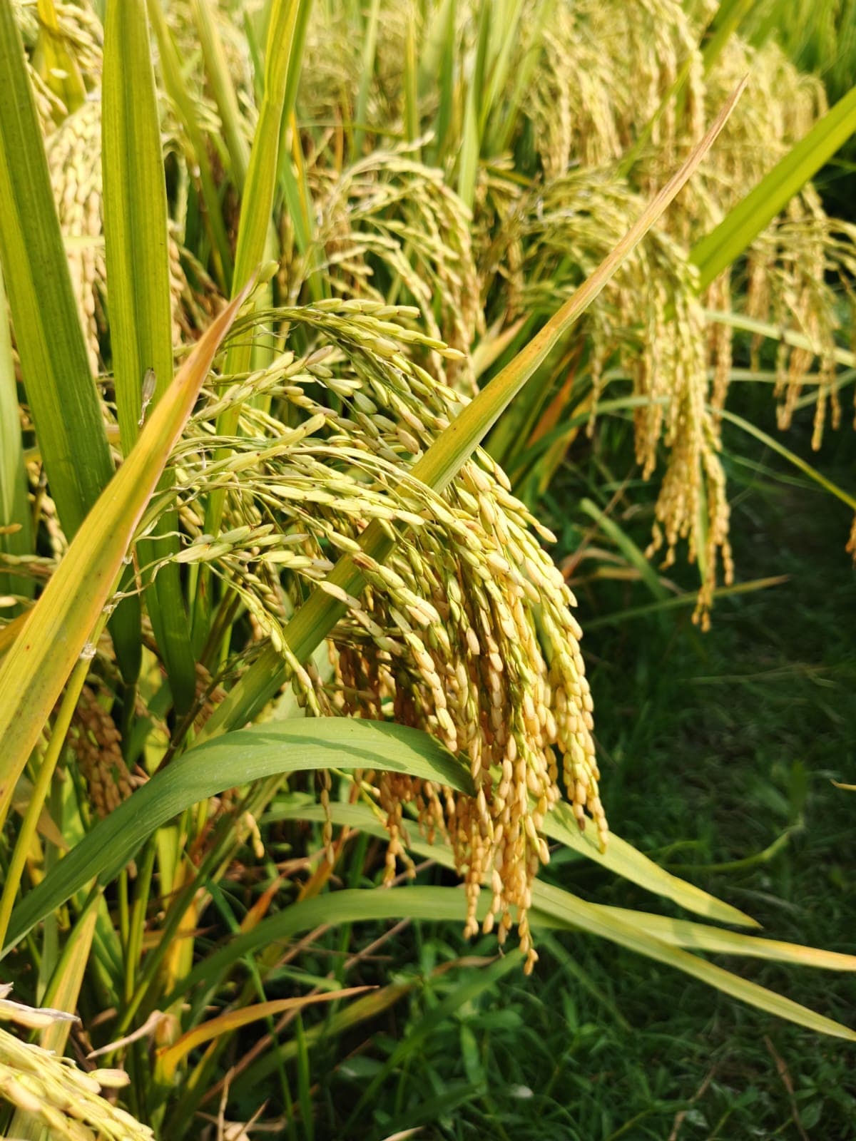 Zero Seeds Rice Crop
